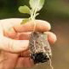 sri lanka coco peat, cocos plus coco cutfibre