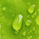 sri lanka coco peat, cocos plus unwasri lanka coco peat, cocos plus sample coco peat
