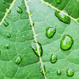 sri lanka coco peat, cocos plus unwasri lanka coco peat, cocos plus sample coco peat
